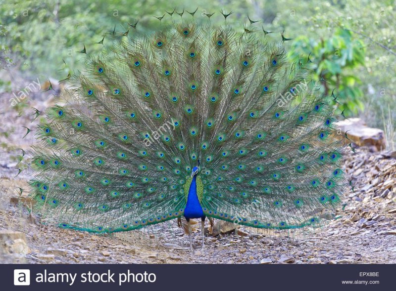 Павлин образец