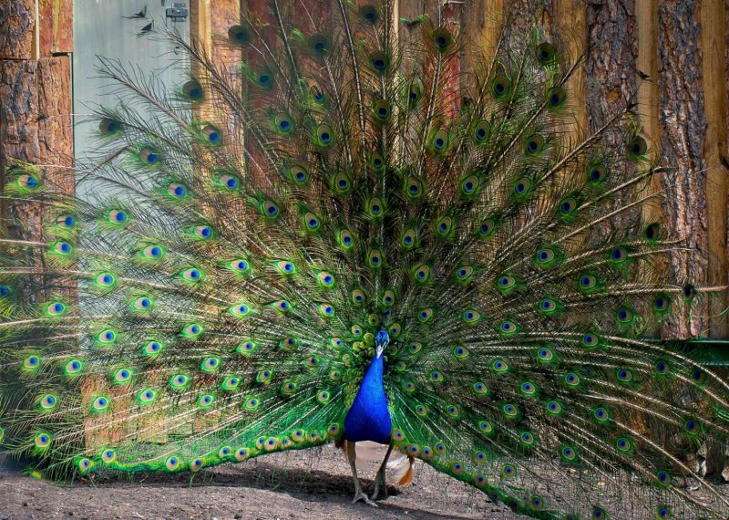 Семья птиц Павлин