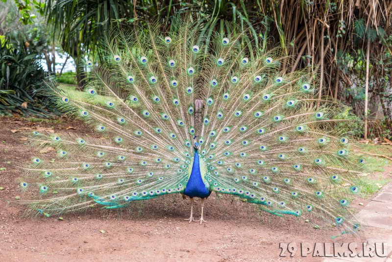 Астраханский Павлин в пустыне
