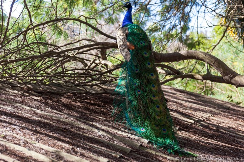 Павлин Узбекистан