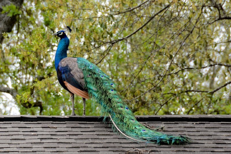 Зачем павлину такой хвост Дарвин