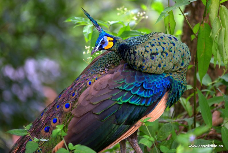 Африканский Павлин фото