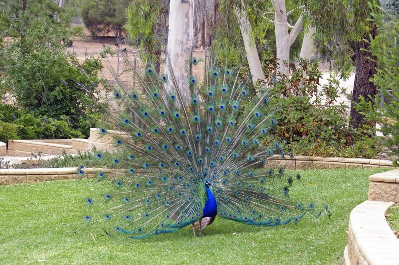 Танцующий Павлин