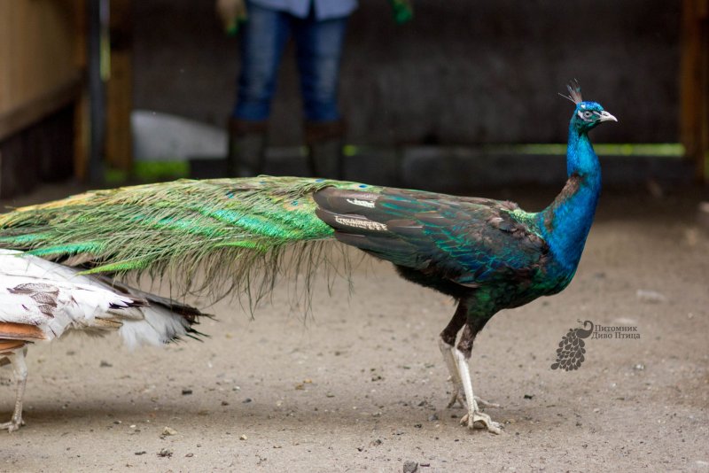 Бухарские Павлины