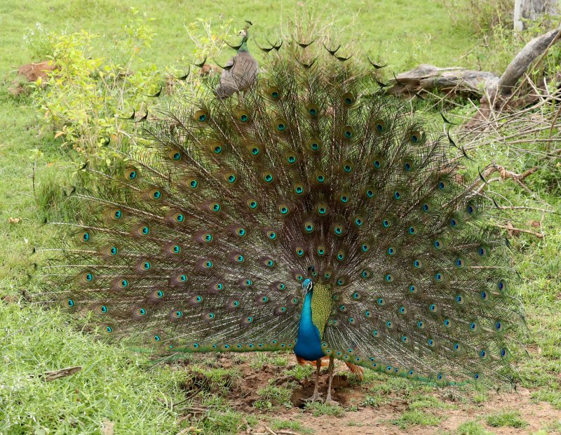 Фото годовалых павлинов