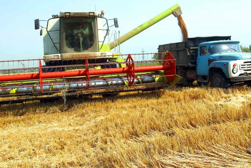 Уборка озимой пшеницы комбайном Акрос-350-385