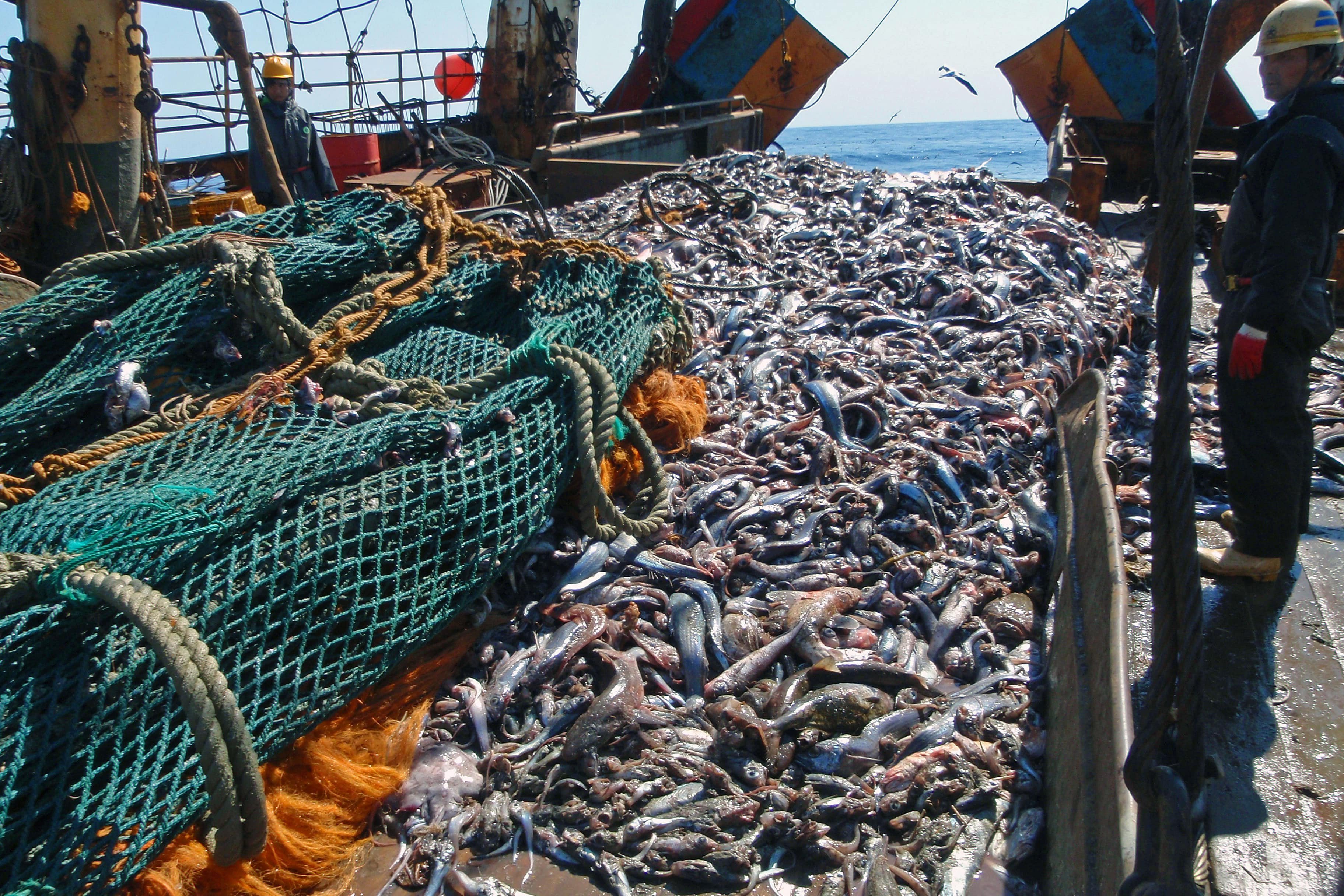 Улов рыбы сетью. Охотское море рыбный промысел. Рыбный промысел в тихом океане. Трал с рыбой Росрыболовство. Промышленный лов рыбы.