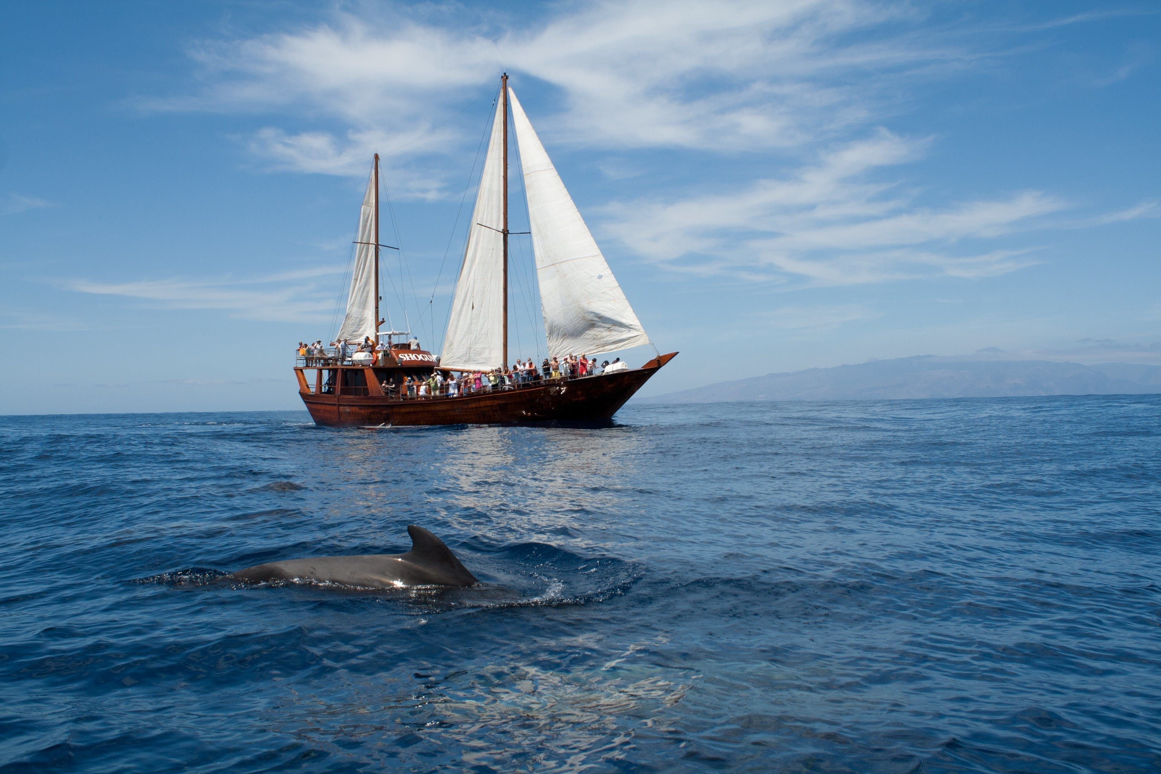 Морская прогулка отзывы. Парусник и дельфины. Море корабль дельфины. Парусник с дельфинами. Море яхта дельфины.