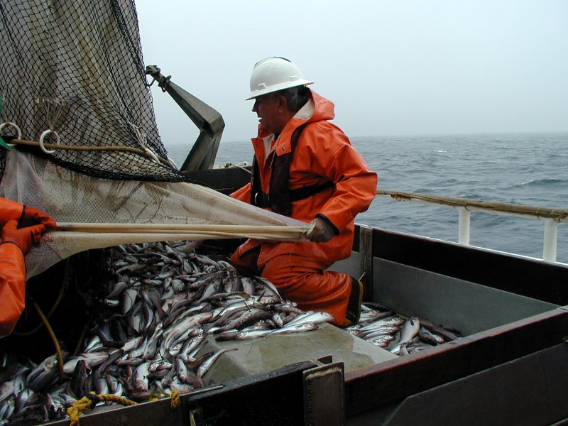 Охотское море рыболовство