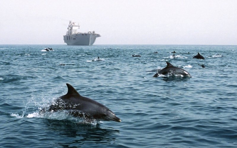 Море дельфины корабль