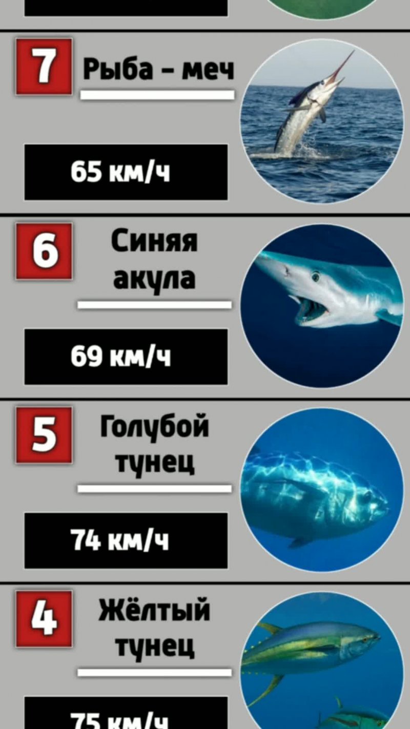 50 Лет Победы атомный ледокол