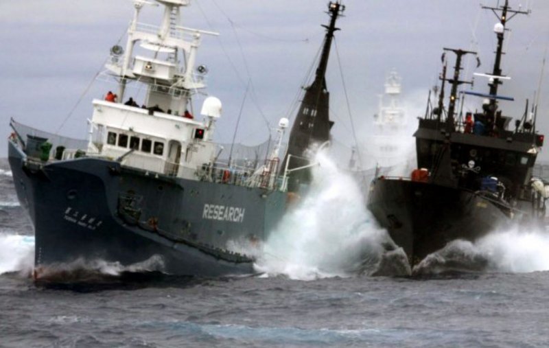 Sea Shepherd корабли