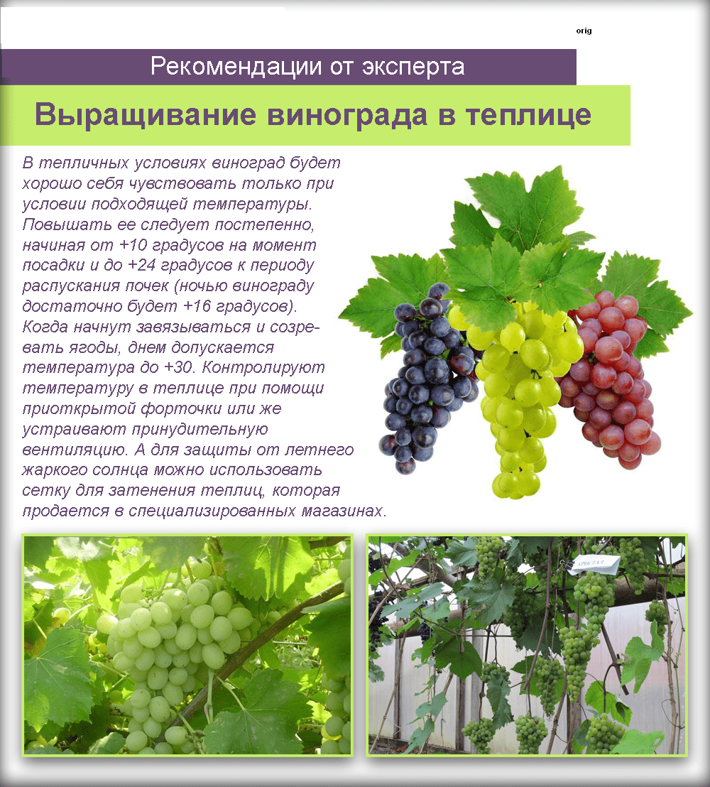 Что надо винограду. Виноград растет. Как расчет виноград. Сорта винограда названия. Климатические условия для винограда.