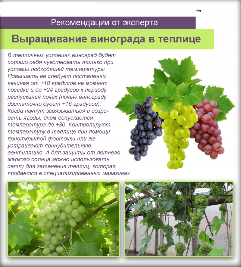 Виноград условия выращивания