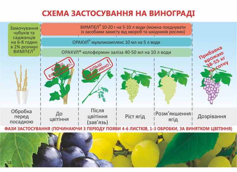 Схема защиты винограда от болезней и вредителей
