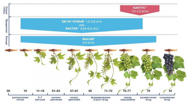 Фазы развития винограда