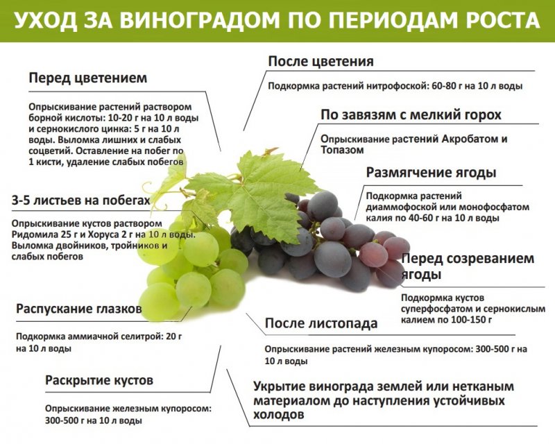 Схема обработки винограда весной