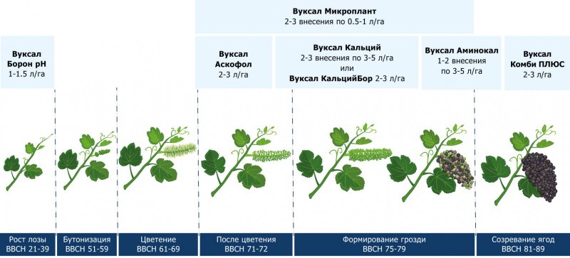 Фенофазы винограда