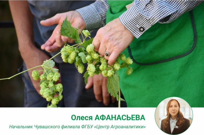 Когда собирать Хмель