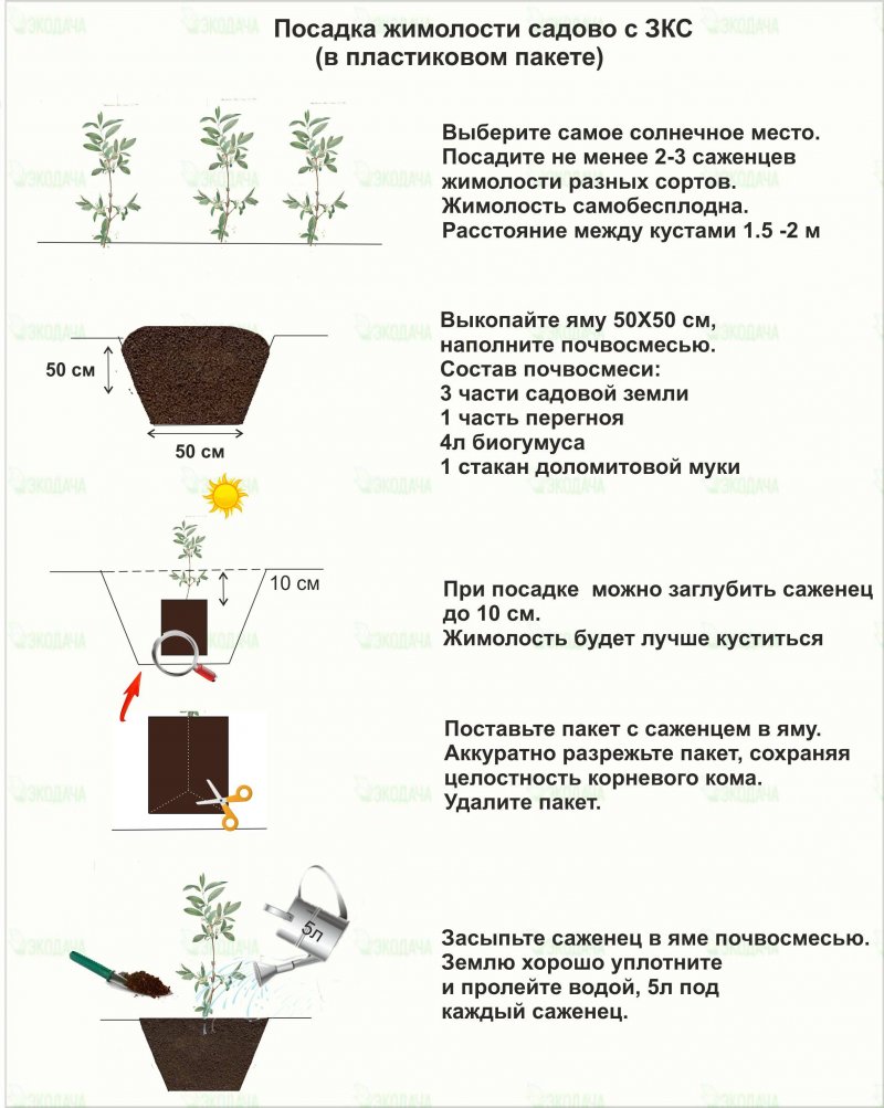 Схема посадки жимолости съедобной на участке
