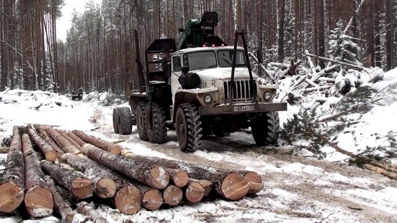 Урал лесовоз в лесу