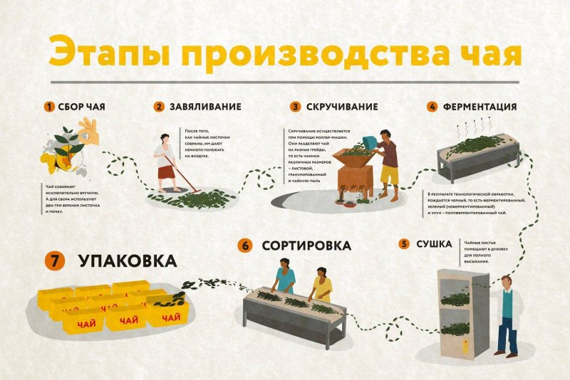 Собирают чай