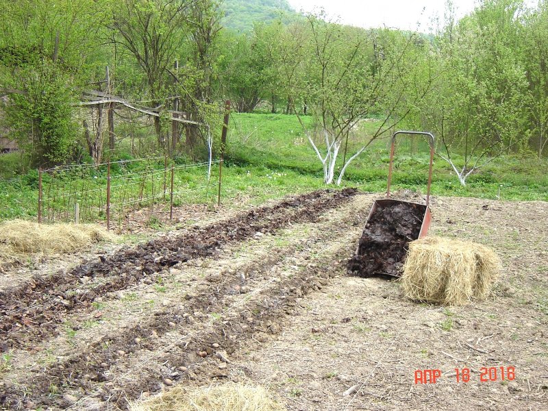 Нарезка борозд для посадки картофеля дисковым окучником