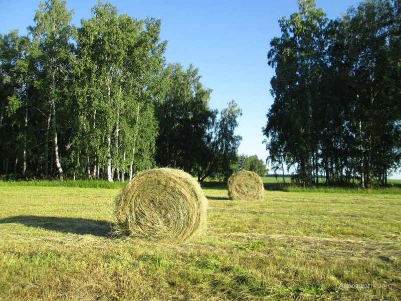 Сенокос деревня природа