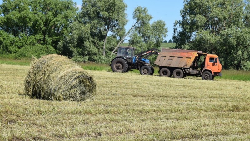 Сенокос 2020 мтз922 с ворошилкой в поле расаодывает Валки