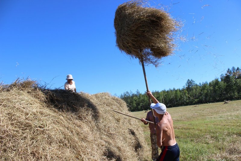 Заготовка сена