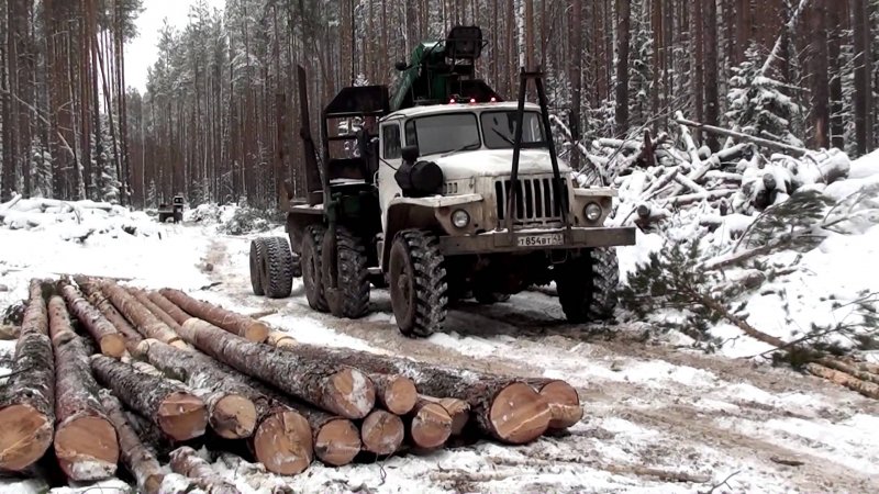 Урал лесовоз в лесу