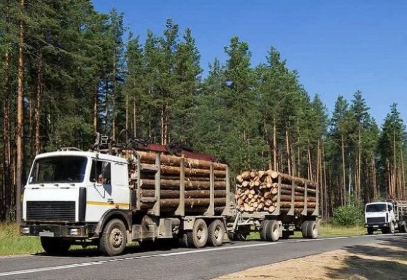 МАЗ длиномер лесовоз