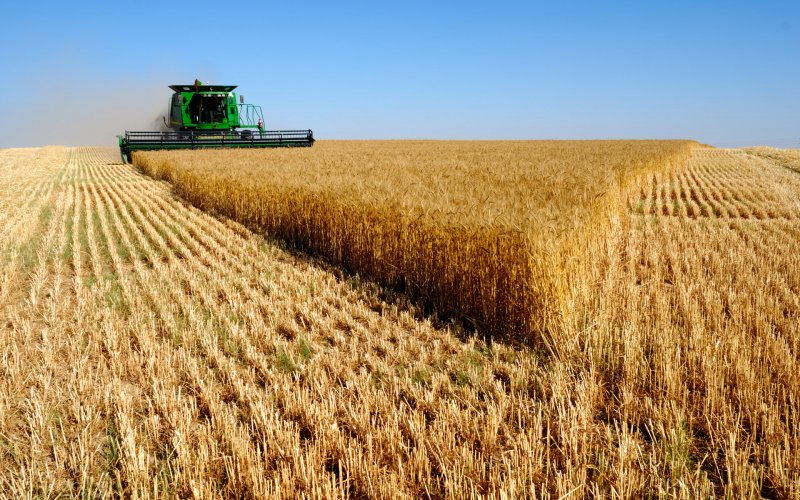 Уборка кукурузы на силос (CLAAS, жатка Orbis 600)