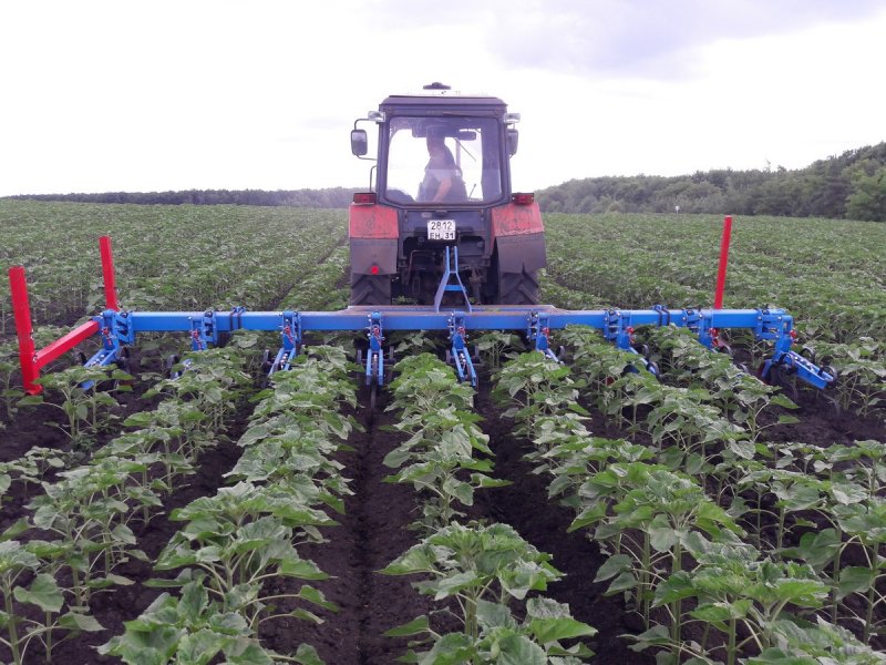 Cotton Farmer